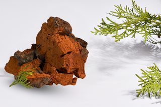 Chaga Mushroom: The Antioxidant Powerhouse Your Mature Skin Has Been Waiting For