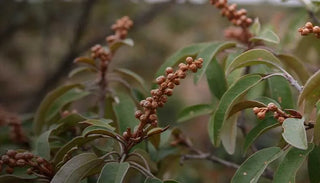 The Power of Chebe: Ancient Hair Wisdom for Stronger, Healthier Hair