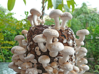 White Shiitake Mushroom: The Gentle Brightening Active in Our Brightening Super Serum