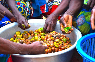 Hands sorting shea nuts and fruits